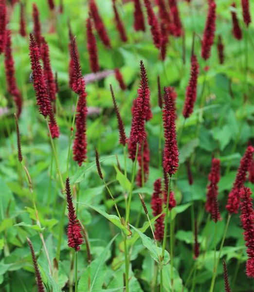 Persicaria amplexicaulis 'Blackfield'